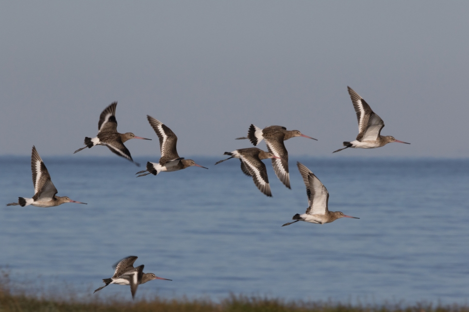 Latest Sightings